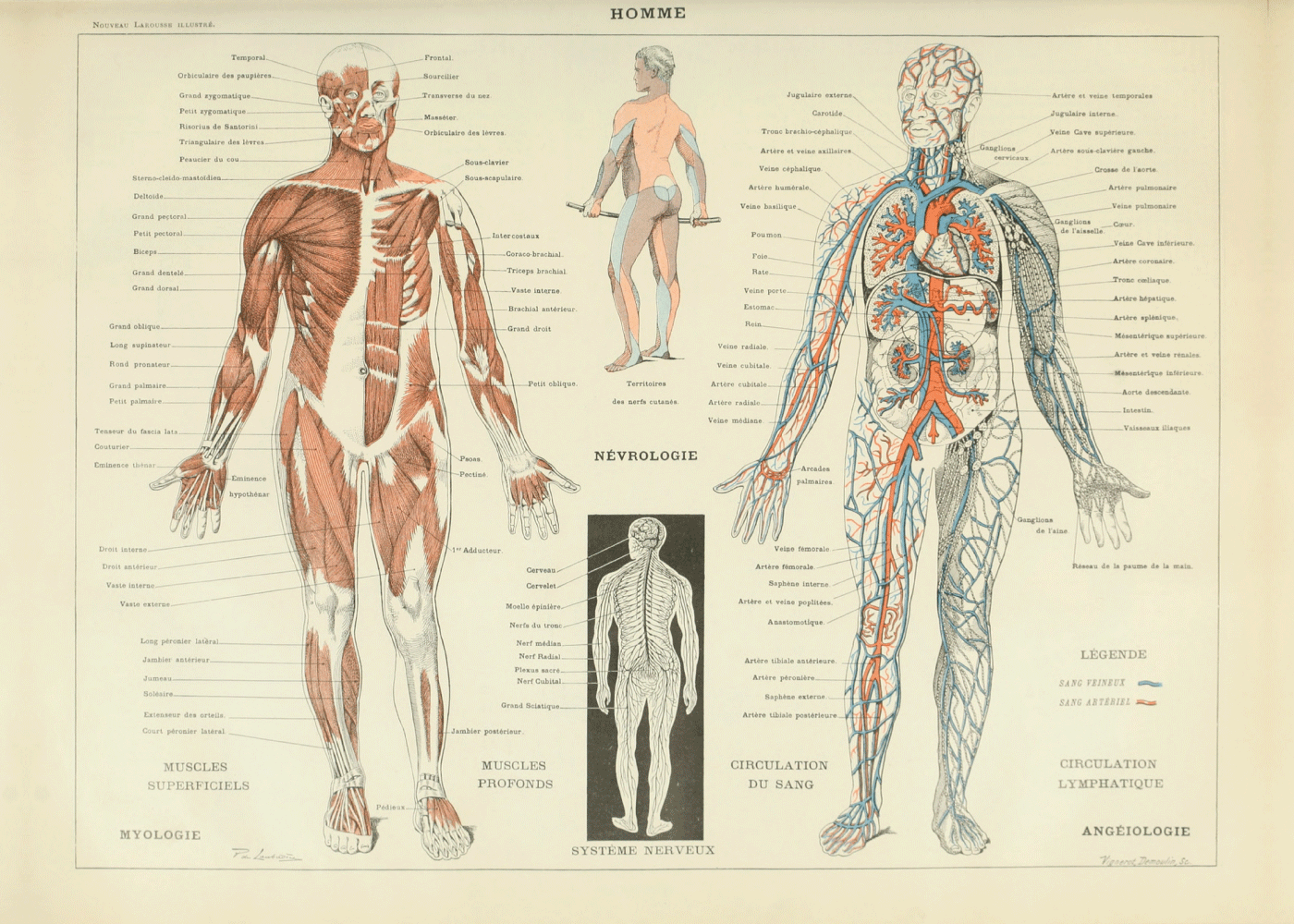 Anatomi plakater Lærerige plakater med kroppens anatomi